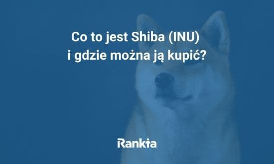 shiba inu